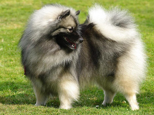 Keeshond dog pictures