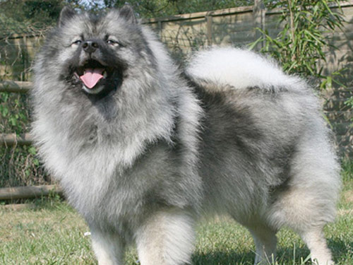 Keeshond dog