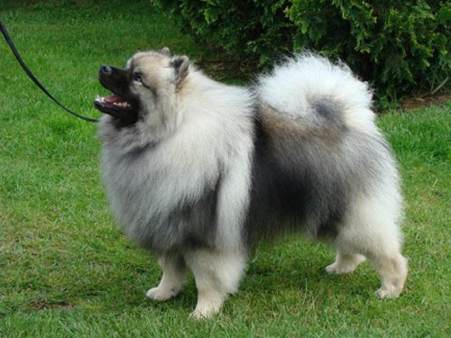 Keeshond dog pictures