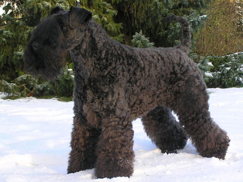 Kerry Blue Terrier dog pictures