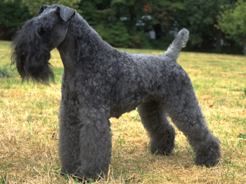 Kerry Blue Terrier dog pictures