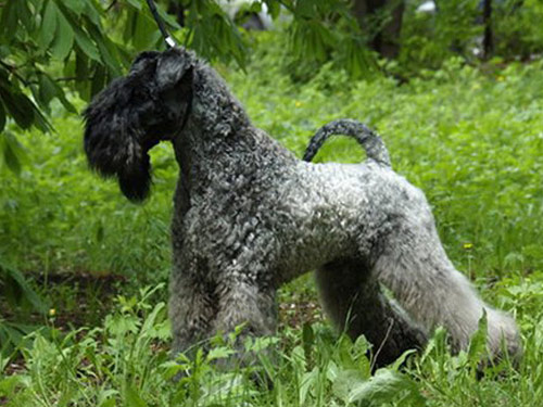 Kerry Blue Terrier dog pictures