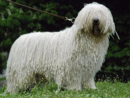 Komondor dog