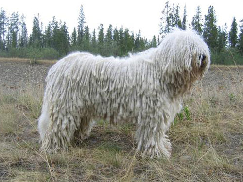 Komondor dog