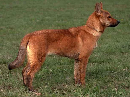 Korean Jindo  dog