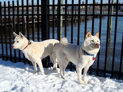 Korean Jindo  dog
