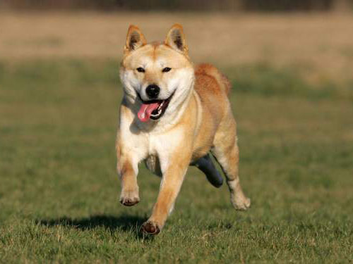 Korean Jindo  dog