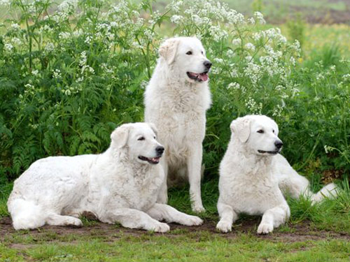 Kuvasz dog pictures