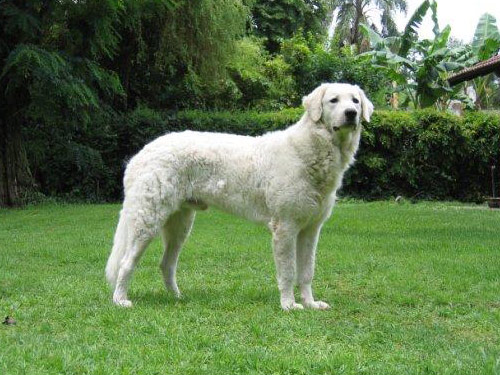 Kuvasz dog pictures