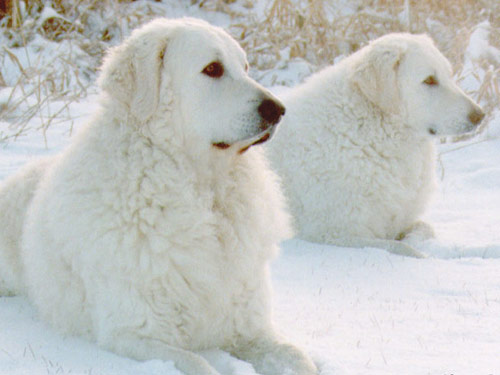 Kuvasz dog pictures