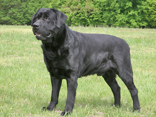 Labrador Retriever dog