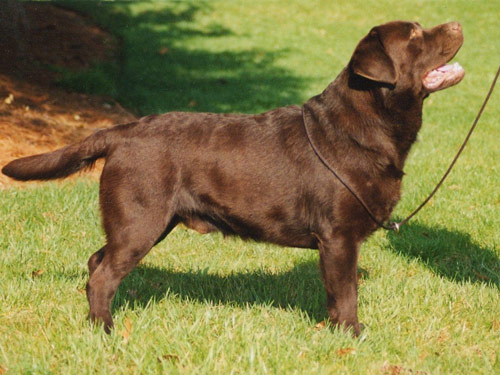 Labrador Retriever dog pictures