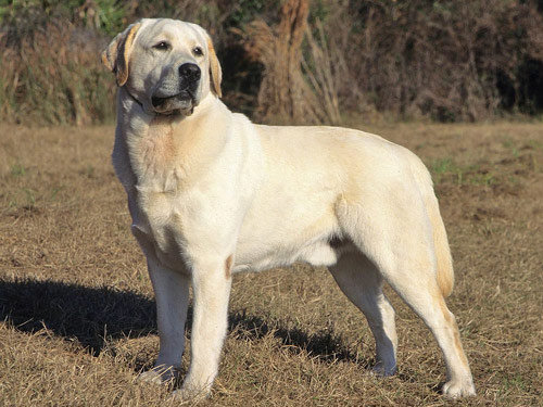 Labrador Retriever dog pictures