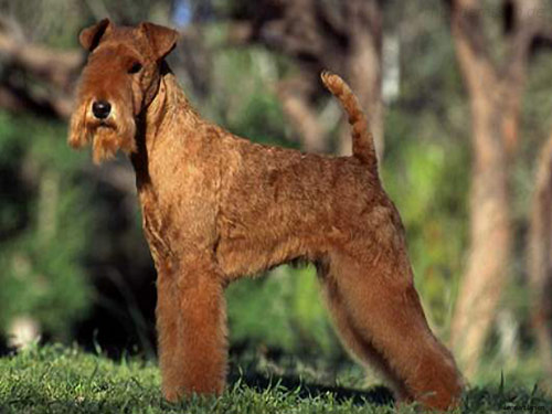 Lakeland Terrier dog