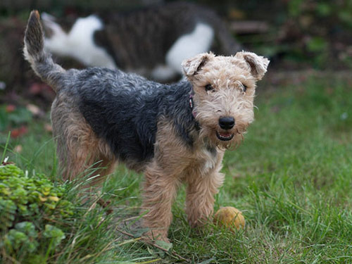 Lakeland Terrier dog pictures