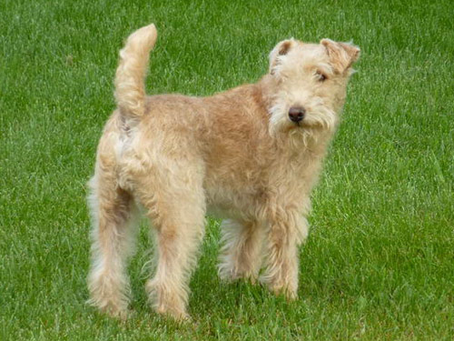 Lakeland Terrier dog pictures