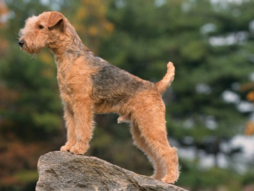 Lakeland Terrier dog pictures