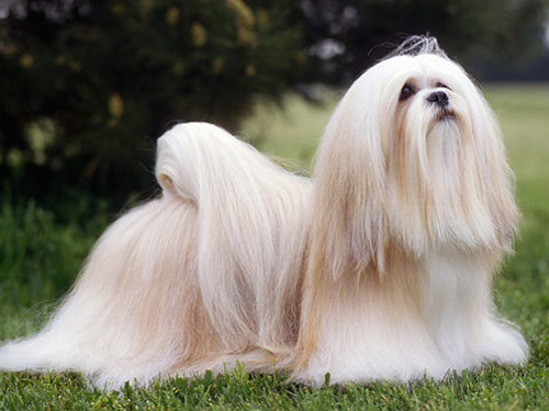 Lhasa Apso dog pictures