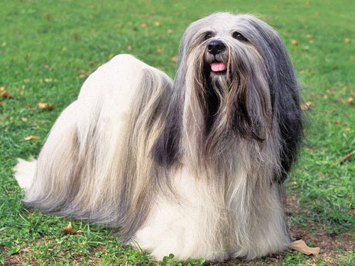 Lhasa Apso dog pictures