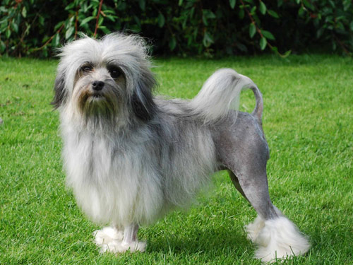 Lowchen dog