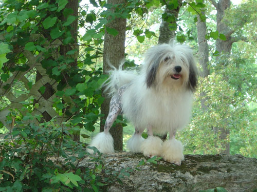 Lowchen dog pictures