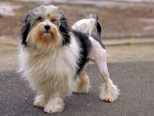 Lowchen dog pictures