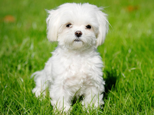 Maltese dog pictures
