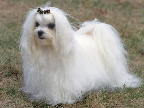 Maltese dog pictures