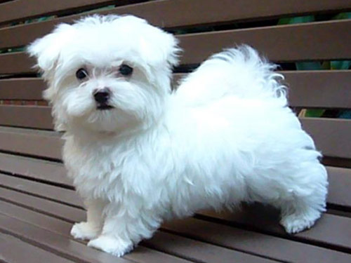 Maltese dog pictures