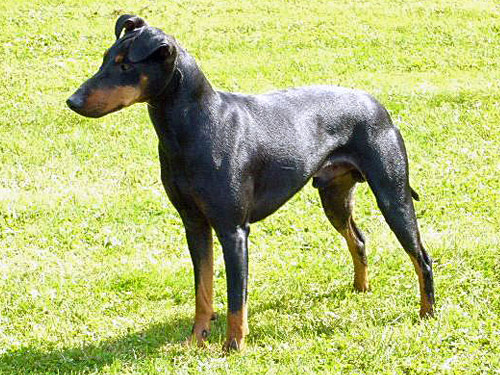 Manchester Terrier dog pictures
