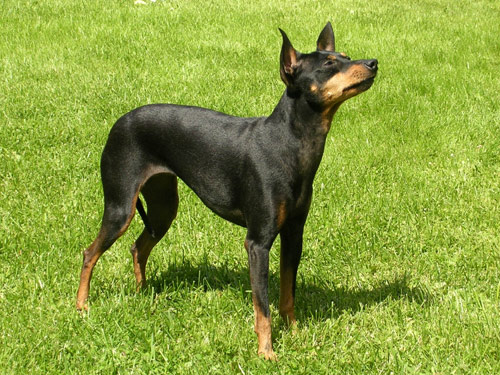 Manchester Terrier dog pictures
