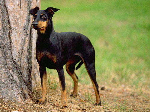 Manchester Terrier dog pictures