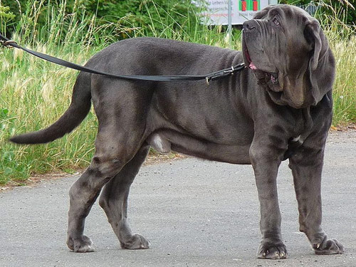 Mastiff dog pictures