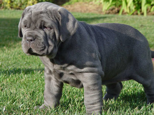Mastiff dog