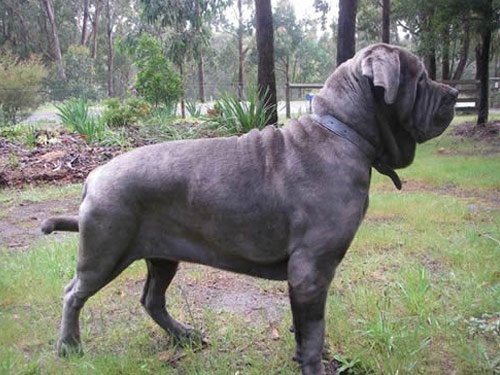 Mastiff dog