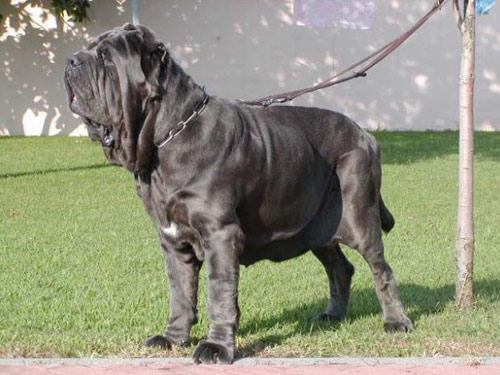 rasa mastiff