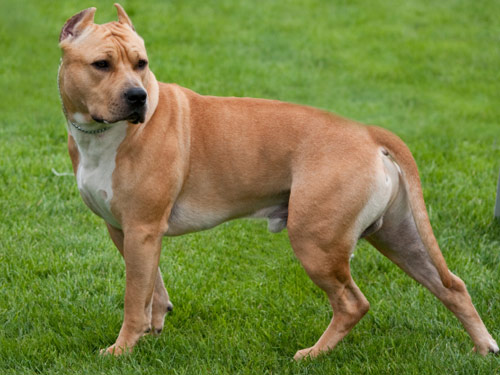 American Staffordshire Terrier dog