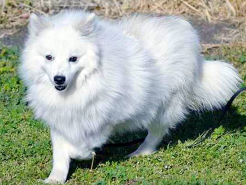 Miniature American Eskimo  dog