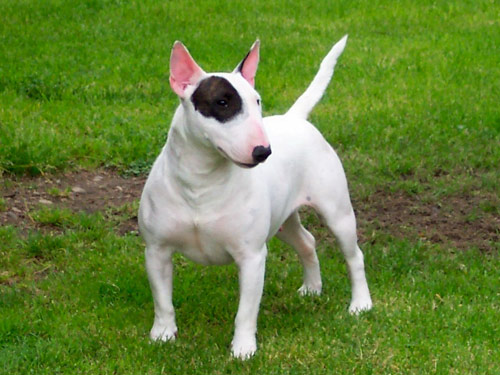 Miniature Bull Terrier dog