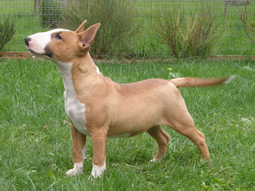 Miniature Bull Terrier dog pictures