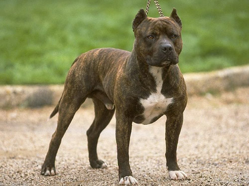 American Staffordshire Terrier dog