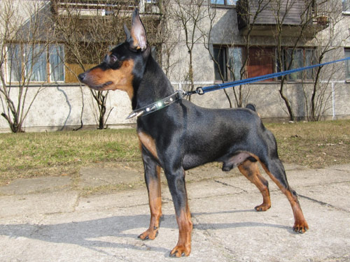 Miniature Pinscher dog pictures