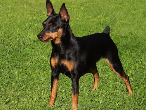 Miniature Pinscher dog pictures