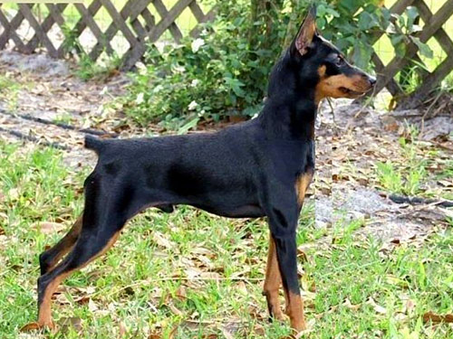 Miniature Pinscher dog pictures