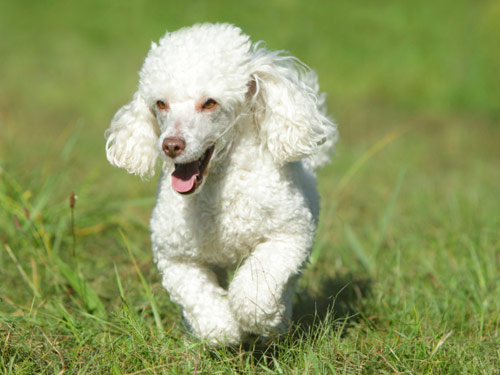 Miniature Poodle dog