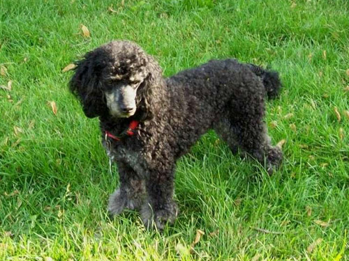 Miniature Poodle dog pictures