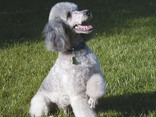 Miniature Poodle dog pictures