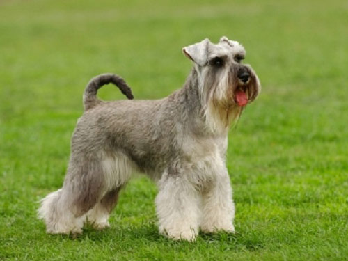 Miniature Schnauzer dog pictures