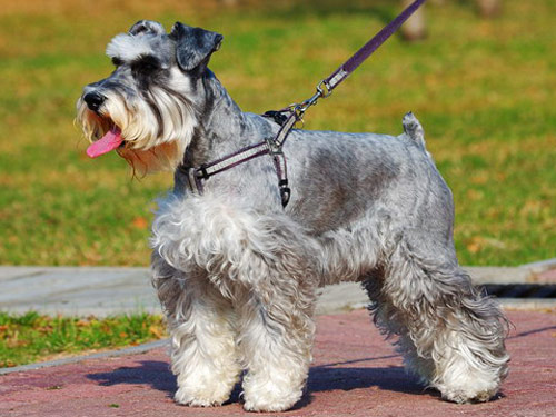 Miniature Schnauzer dog pictures