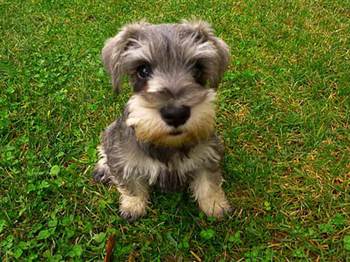 Miniature Schnauzer dog pictures